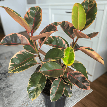 Ficus Elastica 'Ruby'