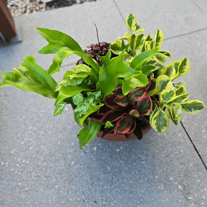 Foliage BowlIndoor Foliage Bowl