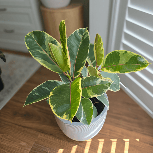 Ficus Elastica 'Tineke'