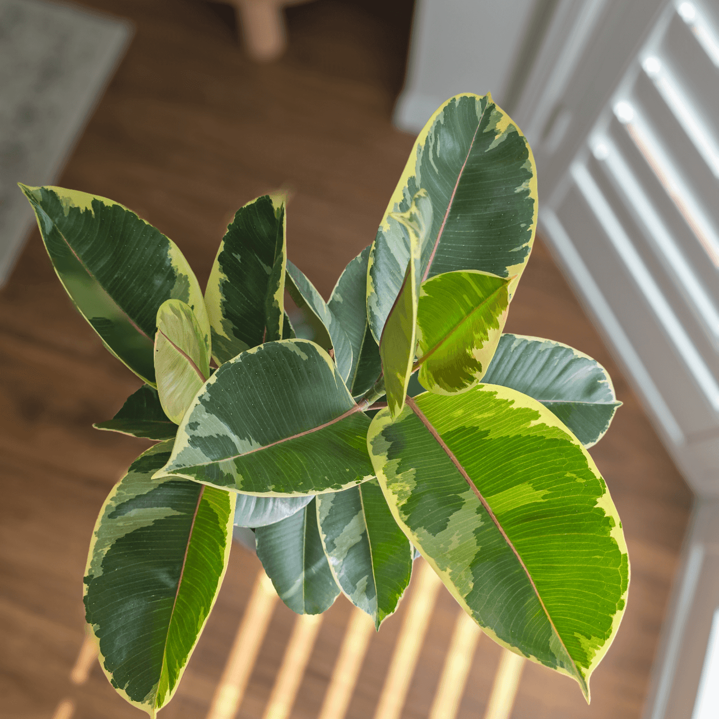 Ficus Elastica 'Tineke'