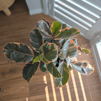 Ficus Elastica 'Ruby'