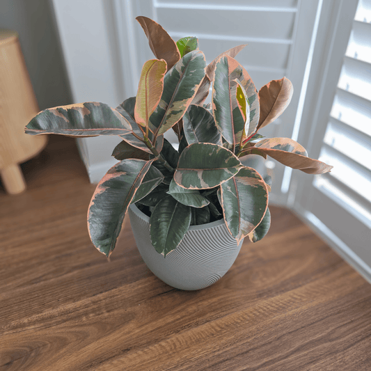 Ficus Elastica 'Ruby'