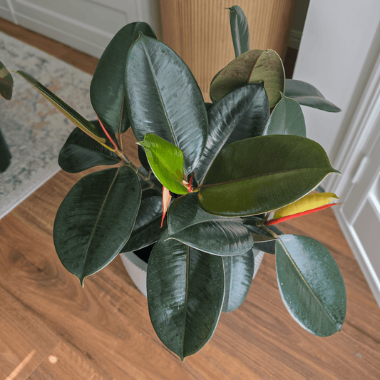 Ficus Elastica 'Burgundy'