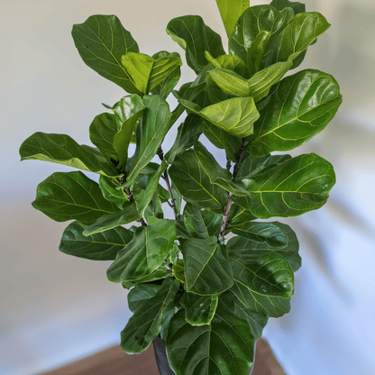 Ficus Lyrata 'Fiddle Leaf Fig'