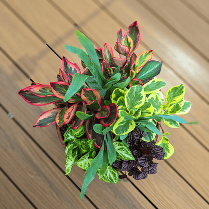 Foliage BowlIndoor Foliage Bowl