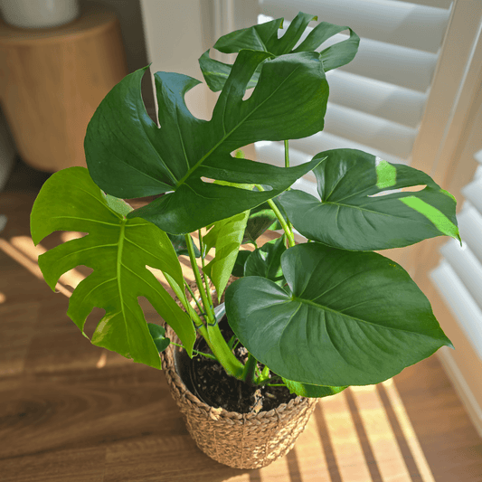 Monstera Swiss Cheese Plant