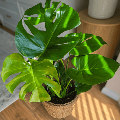 monstera deliciosa air purifying Monstera Swiss Cheese Plant – Stylish Indoor Air-Purifying Beauty – Jungle Joy Plants and Co