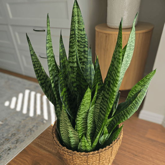 Sanseviera Low-Maintenance Indoor Plant, Air-purifying plant