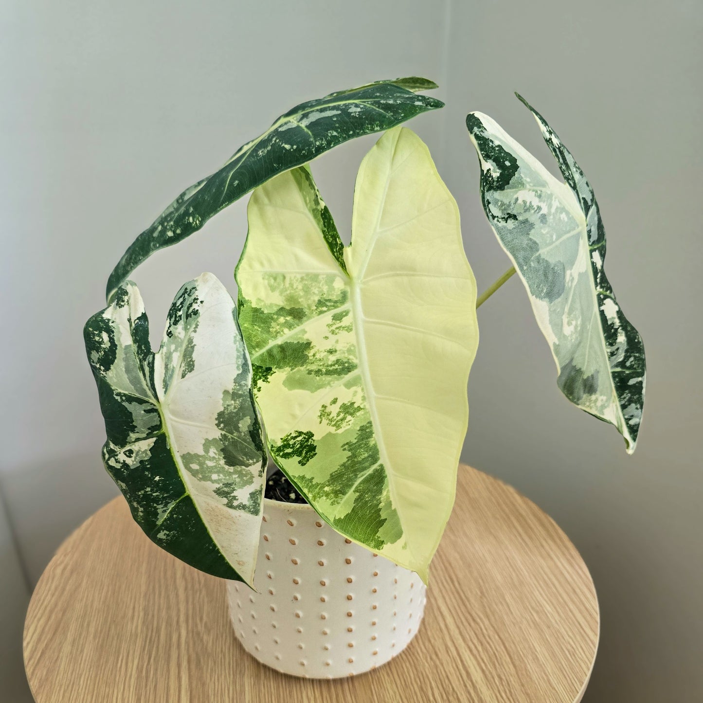 Variegated green and white leaves of Alocasia Frydek in a white pot on a wooden surface with a neutral background. Jungle Joy Plants and Co Brisbane