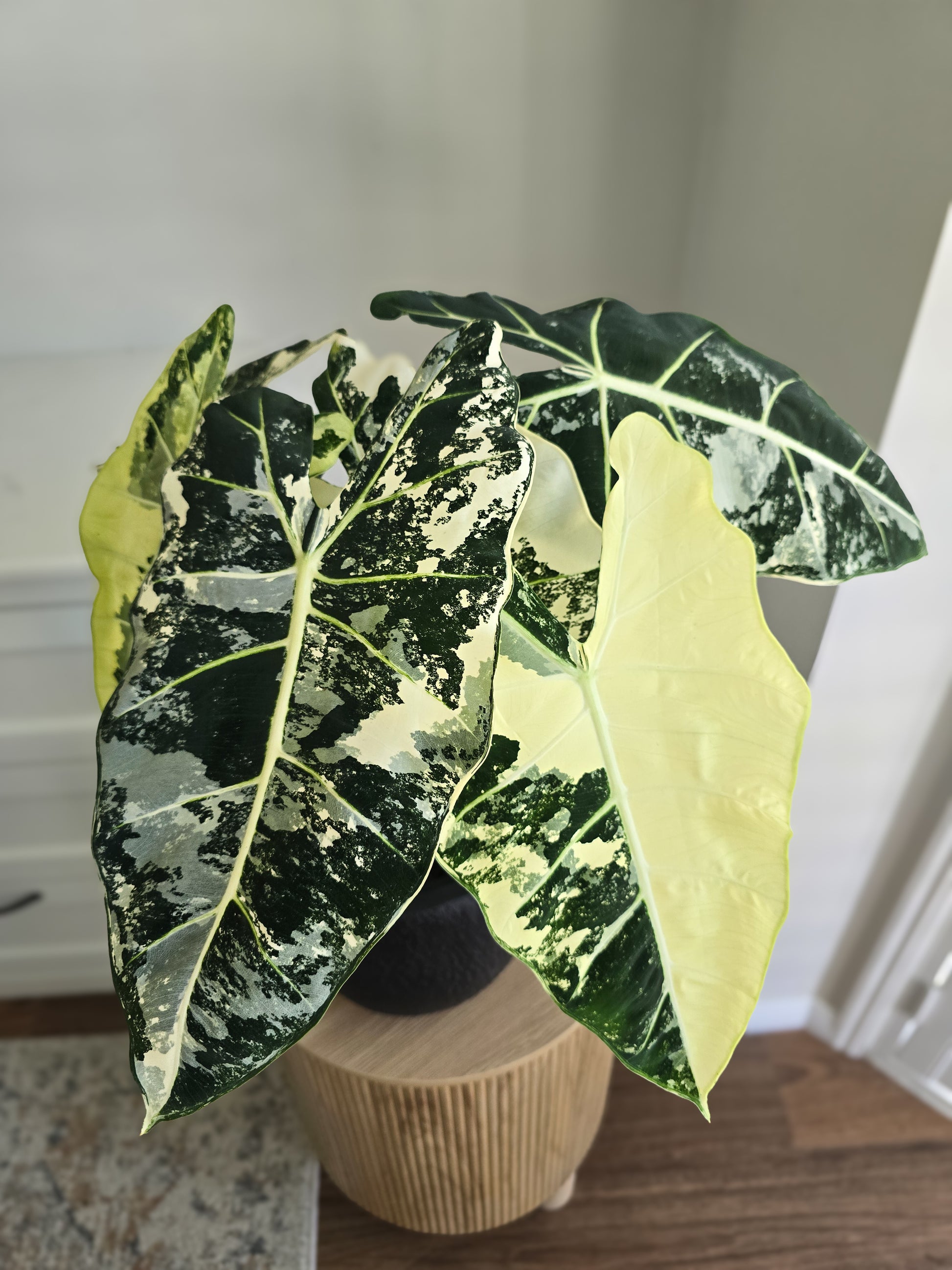 Alocasia Frydek with large green and white leaves on a wooden surface.  Alocasia Frydek from Jungle Joy Plants and Co available in Brisbane 