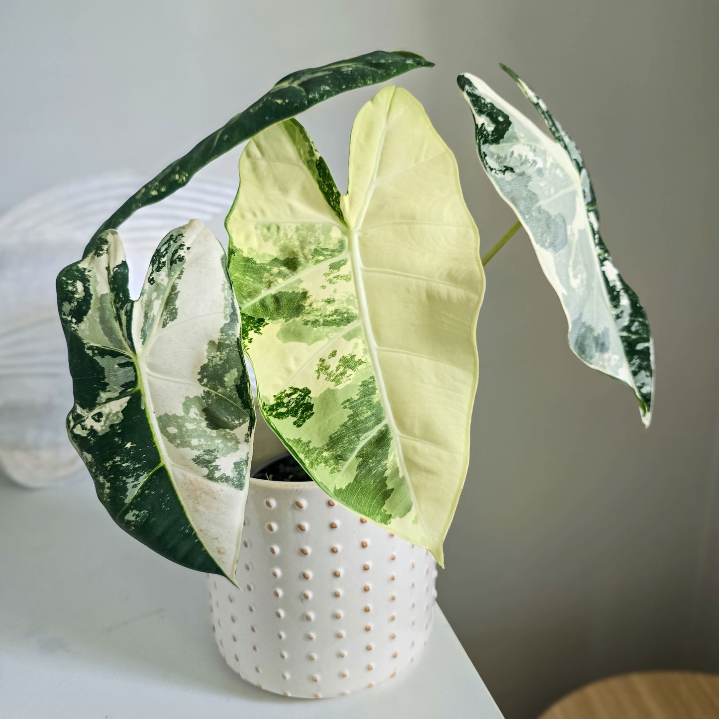 Variegated leaf Alocasia Frydek in a white textured pot on a light surface with a neutral background. Jungle Joy Plants and Co Brisbane