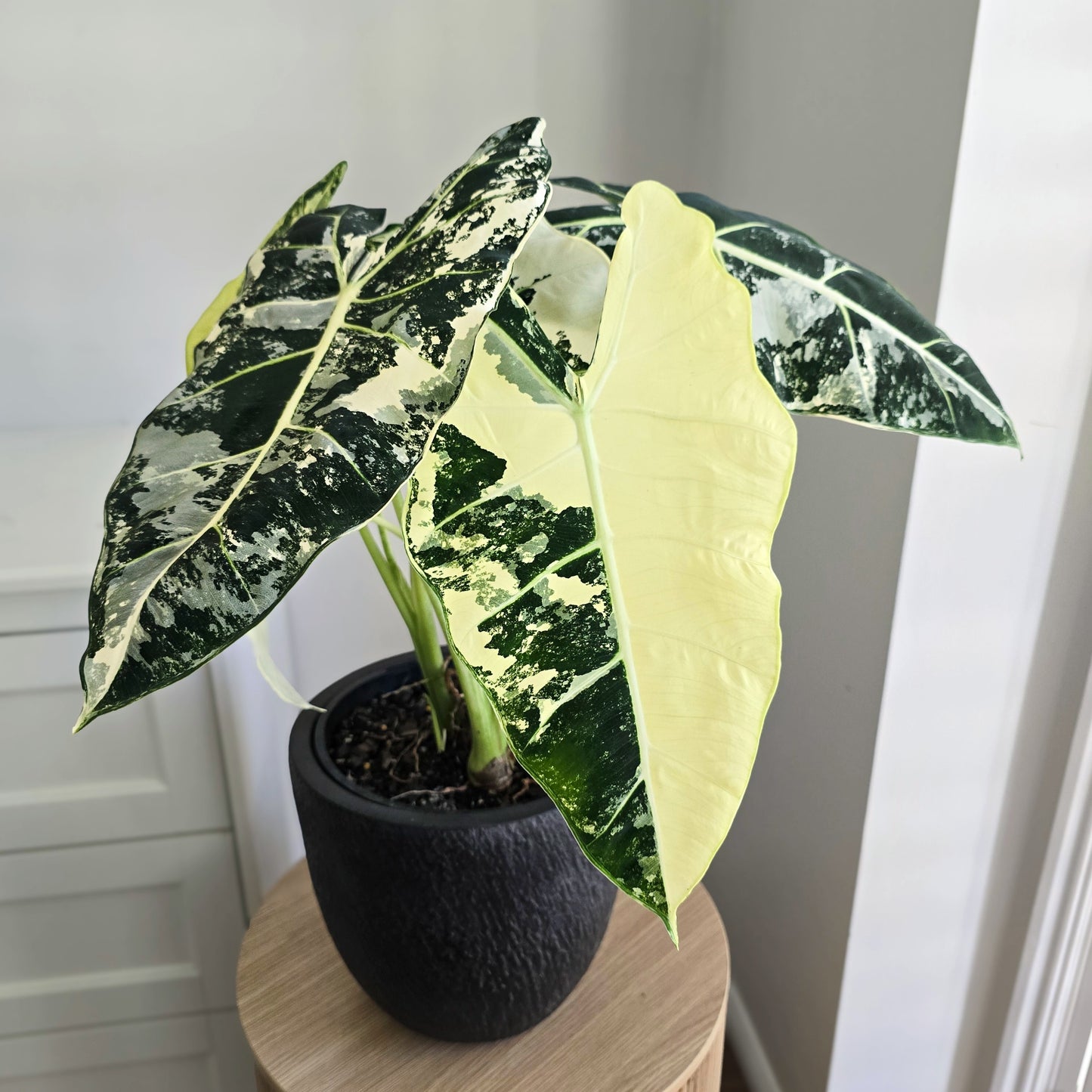 Alocasia Frydek with variegated leaves on a wooden surface against a neutral background- Alocasia Frydek 200mm Jungle Jo Plants and Co. Brisbane 