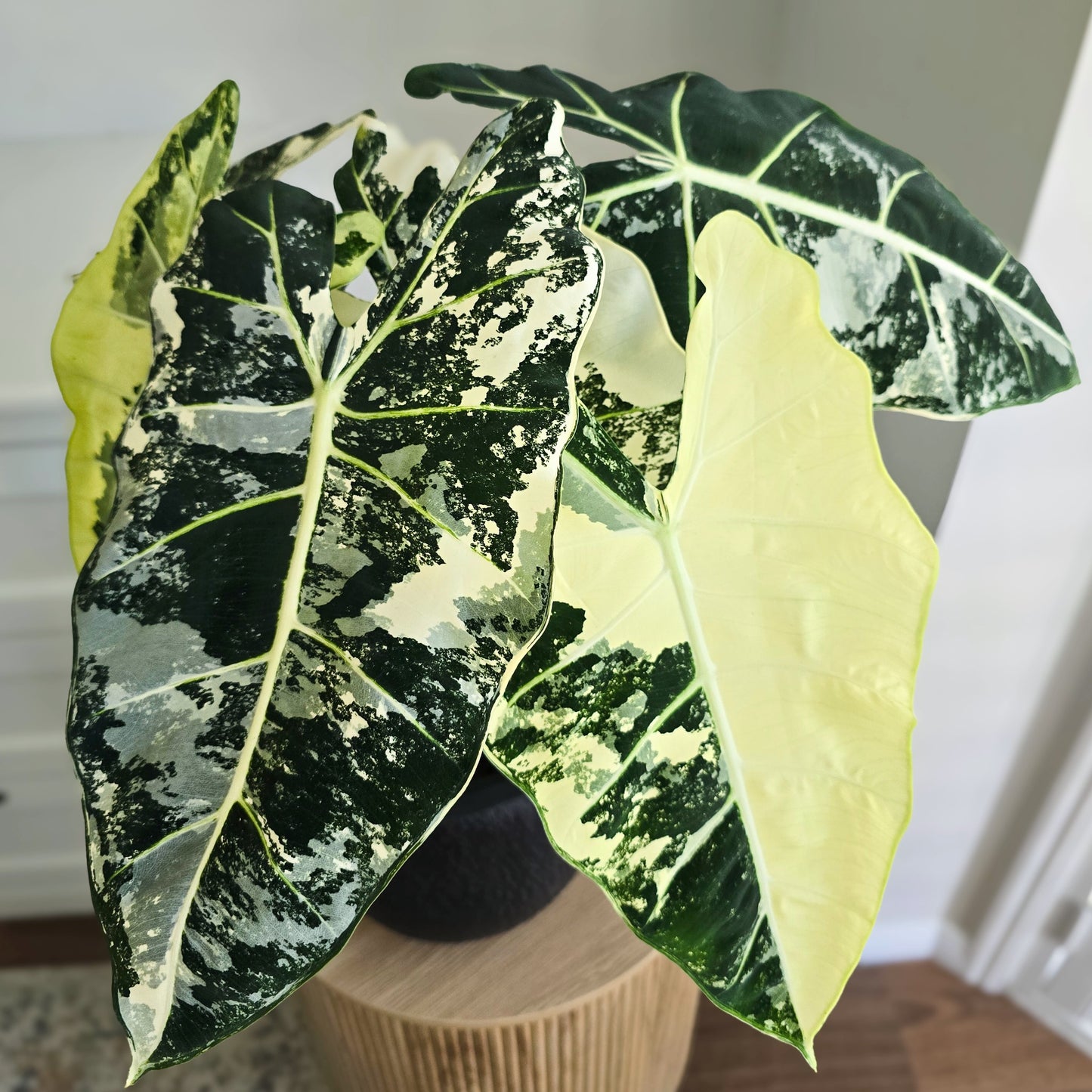 Close-up of a variegated leaf plant with green and white leaves. Alocasia Frydek Variegated Brisbane 