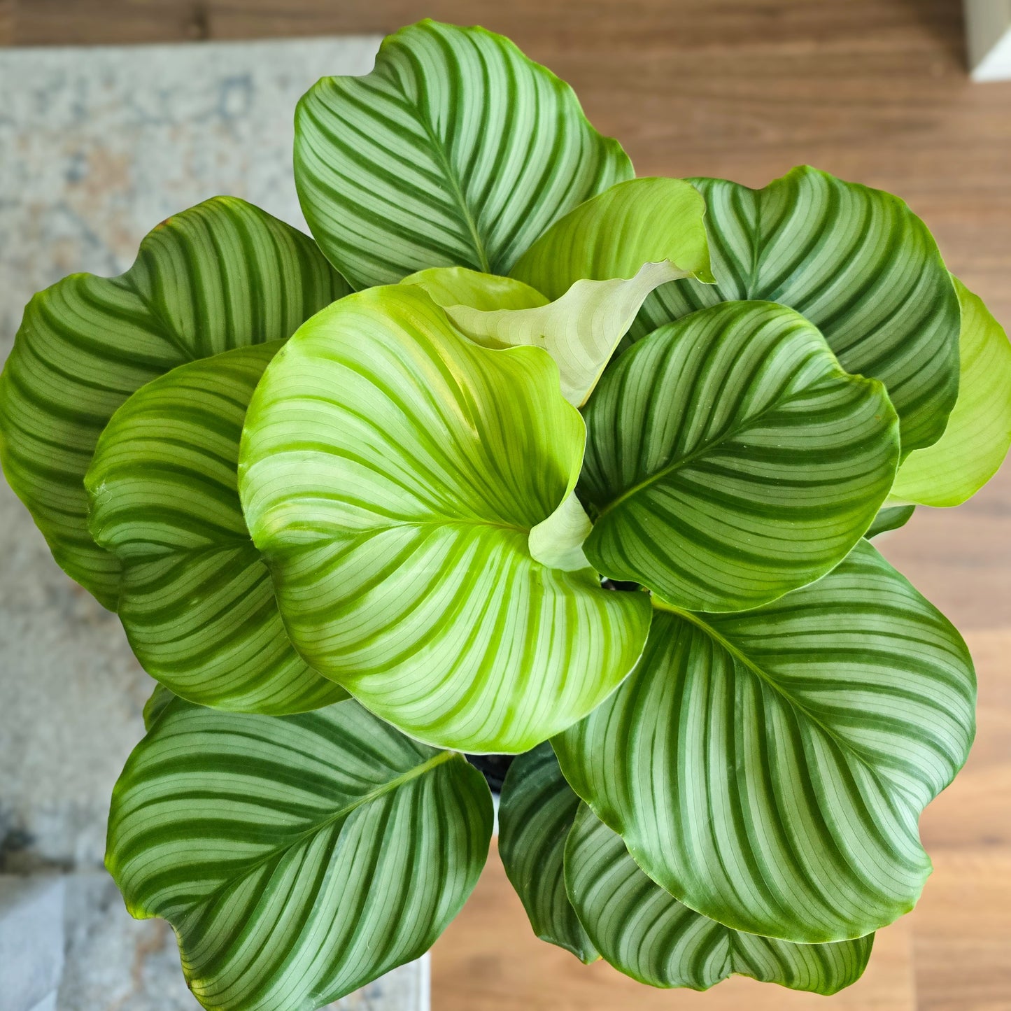 Calathea Orbifolia – Pet Friendly Indoor Plant