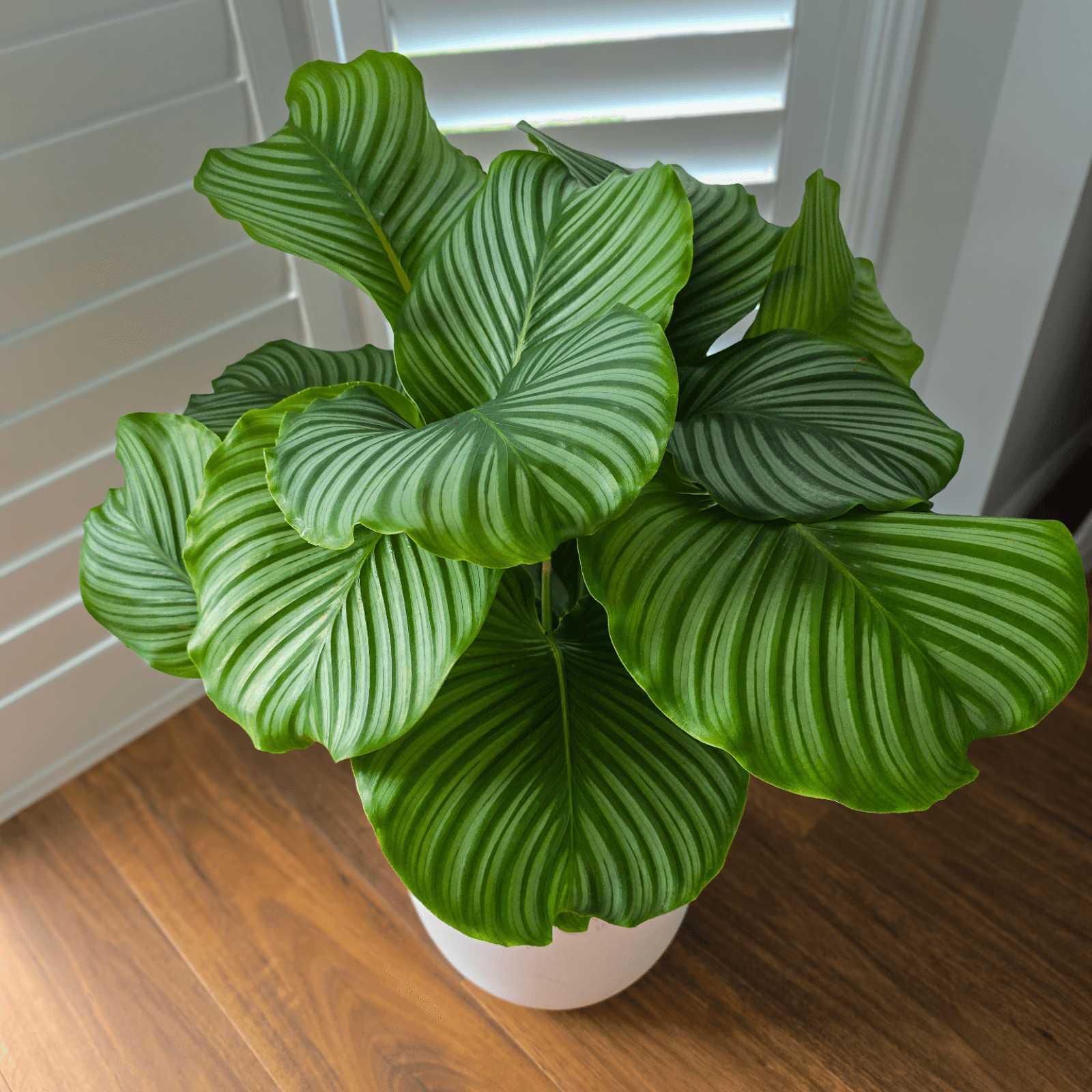 Pet Friendly Calathea Orbifolia, air purifying plant, pet-safe plant , easy to maintain plant 