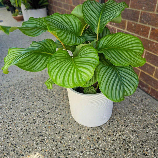 Pet Friendly Calathea Orbifolia in modern planter – air purifying, pet-safe, and easy to maintain.