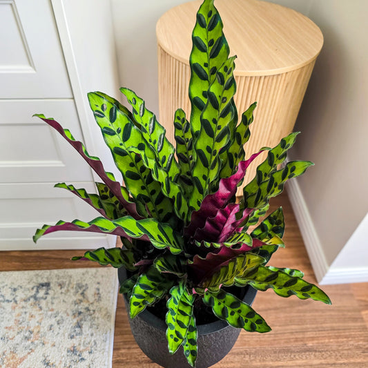Large Calathea Rattlesnake in black decorative pot on the wooden floor in the room- Pet friendly Plat
