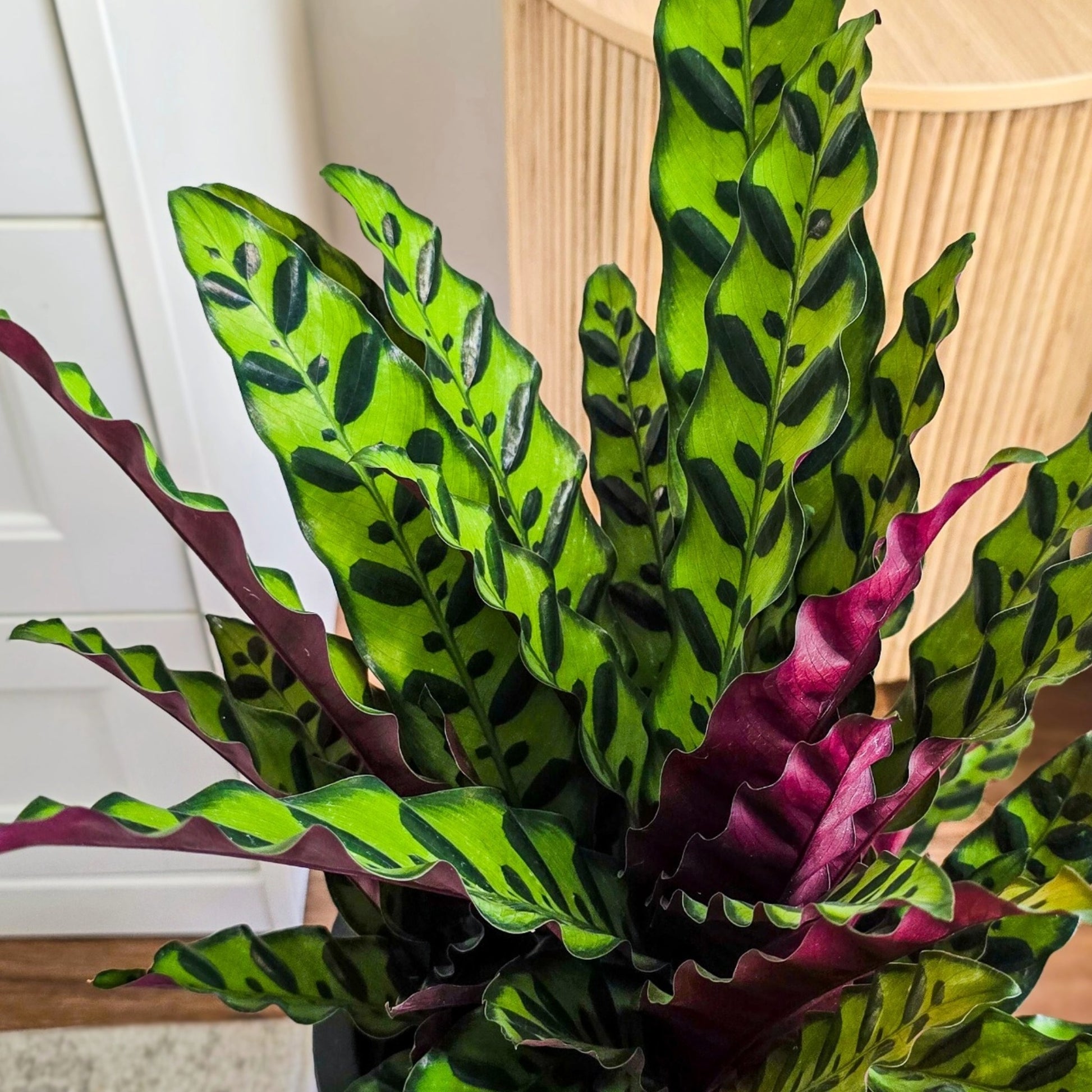 Calathea rattlesnake leaves pattern- striking dark green patterns that resemble reptile or rattlesnake markings in bright indoor space 