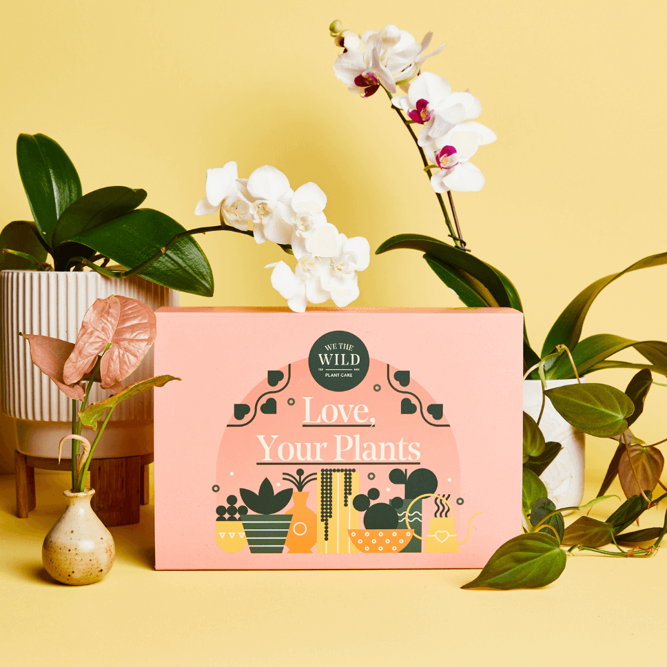 Essential Plant Care Kit