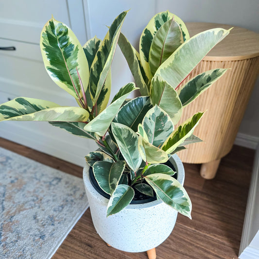 Potted plant with green and yellow leaves on a wooden floor. Ficus Tineke  with green and yellow leaves on wooden floor. Easy to care indoor plant delivered across Brisbane area by Jungle Joy Plants and Co 