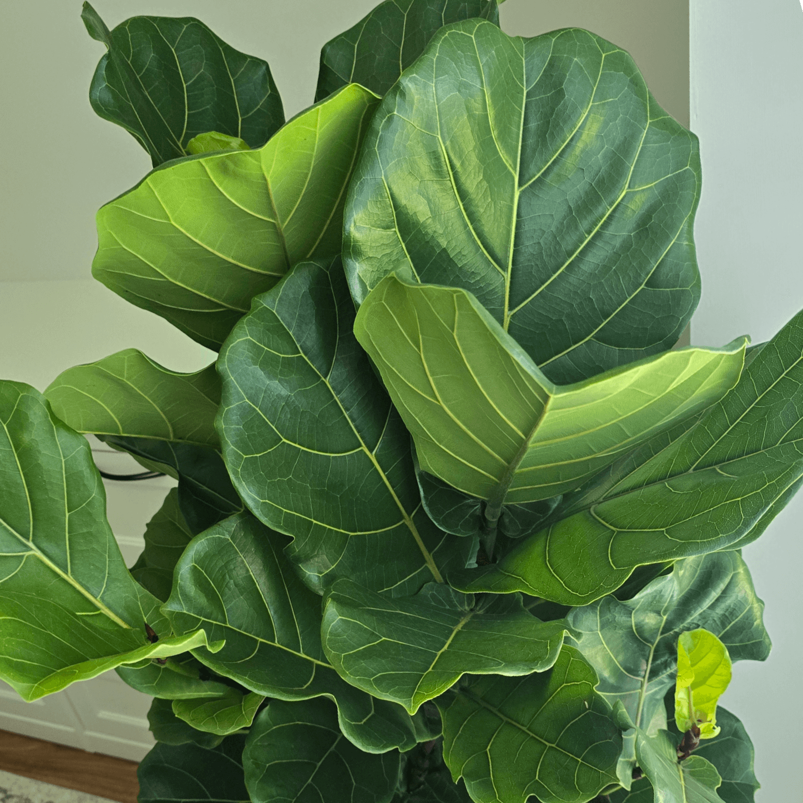 Ficus Lyrata 'Fiddle Leaf Fig'Ficus Lyrata