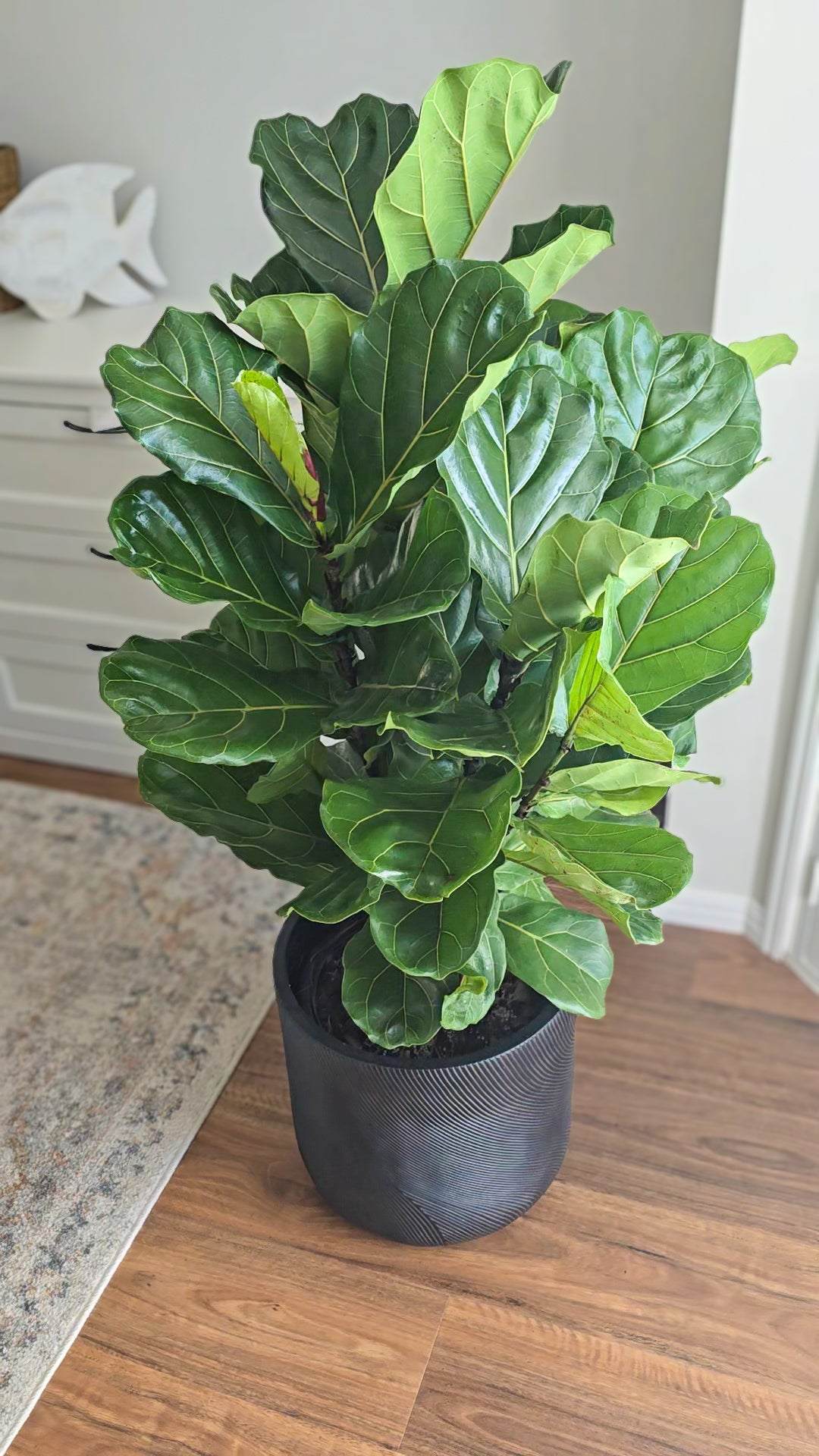 Fiddle Leaf Fig, Ficus Lyrata, Indoor Plant, Low Maintenance Plant, Air purifying plant, ndoor Plant Brisbane 