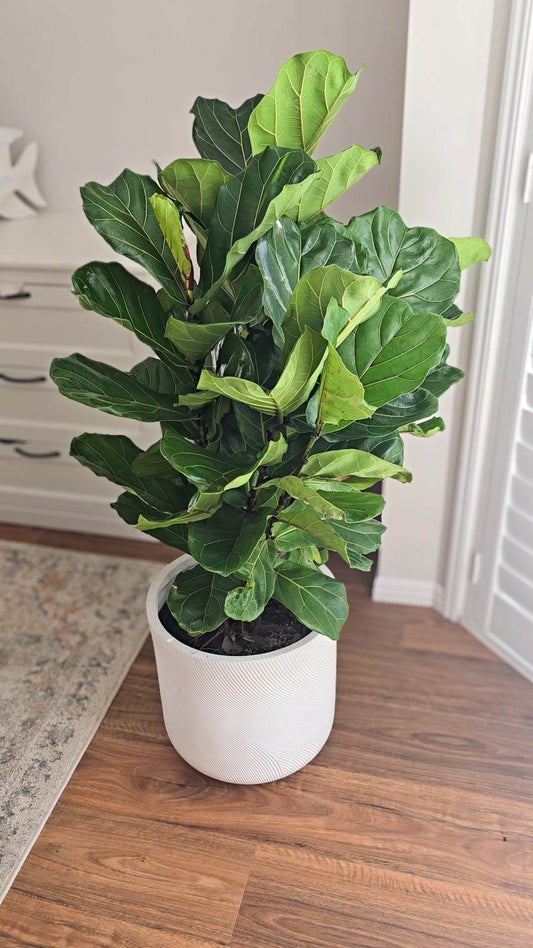 Ficus Lyrata 'Fiddle Leaf Fig' in white Helix Cylinder Pot indoors.