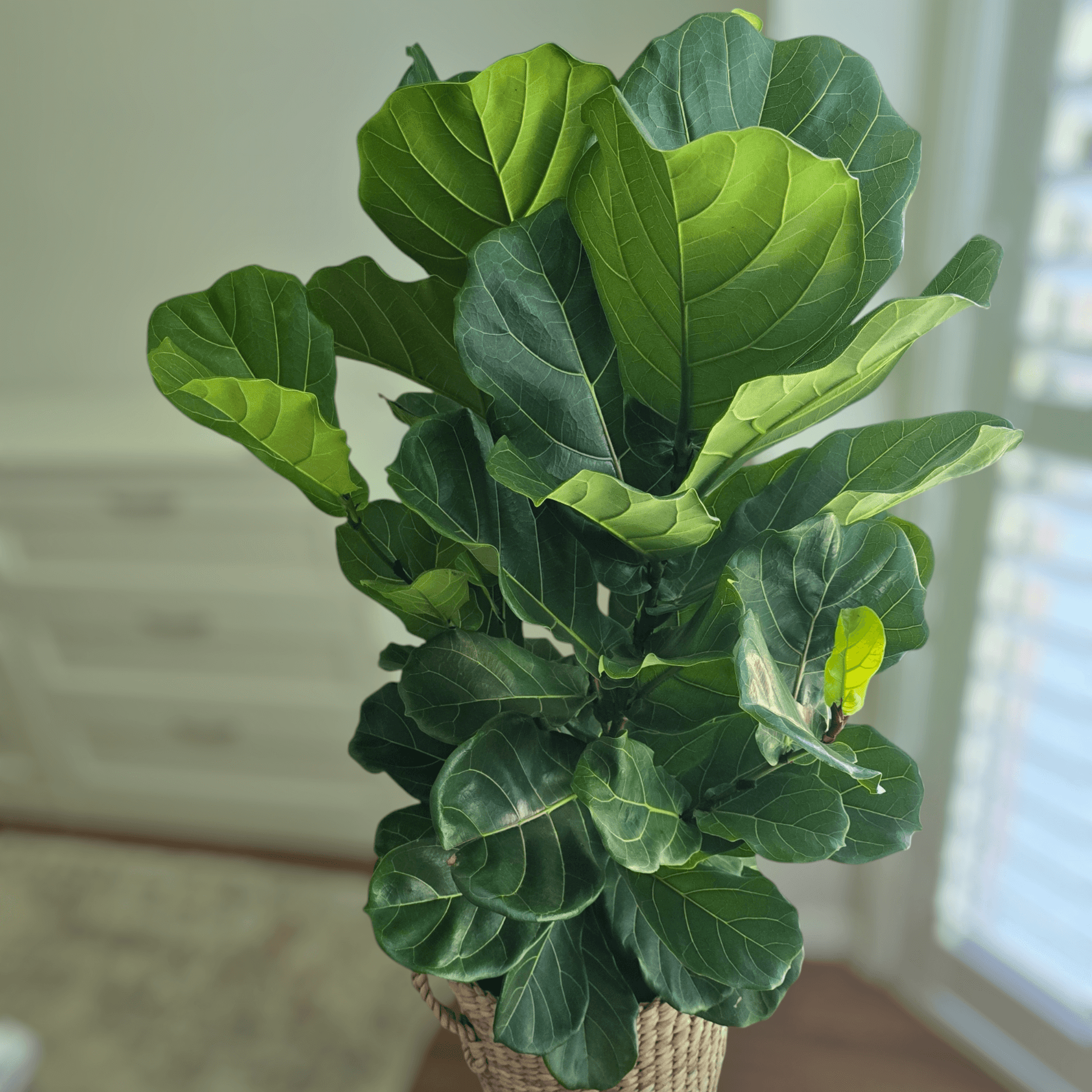 Ficus Lyrata 'Fiddle Leaf Fig' – Jungle Joy Plants and Co