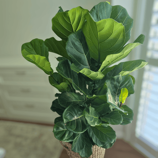 Ficus Lyrata 'Fiddle Leaf Fig'Ficus Lyrata