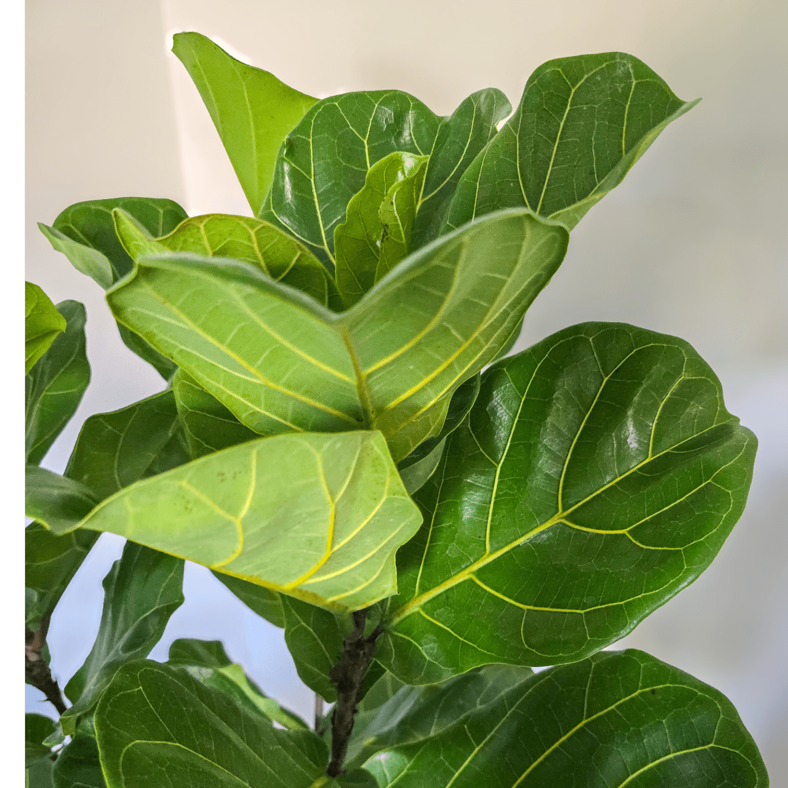 Ficus Lyrata 'Fiddle Leaf Fig'Ficus Lyrata