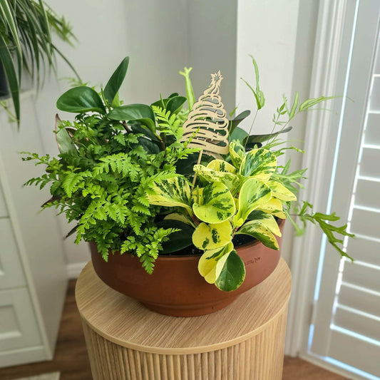 Indoor Plant Bowl, Indoor Foliage Bowl, Indoor Plants Brisbane