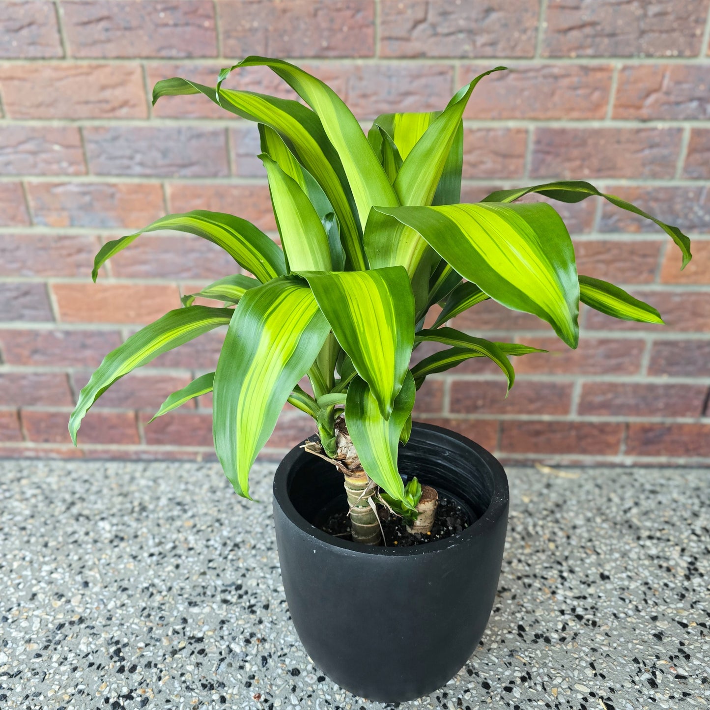 Happy Plant Draceana Massangeana in 250mm pot, perfect low maintenance indoor plant delivered across Brisbane. Air purifying quality. Great as the office plant. Happy Plant with striking yellow leaves on the brick wall. 