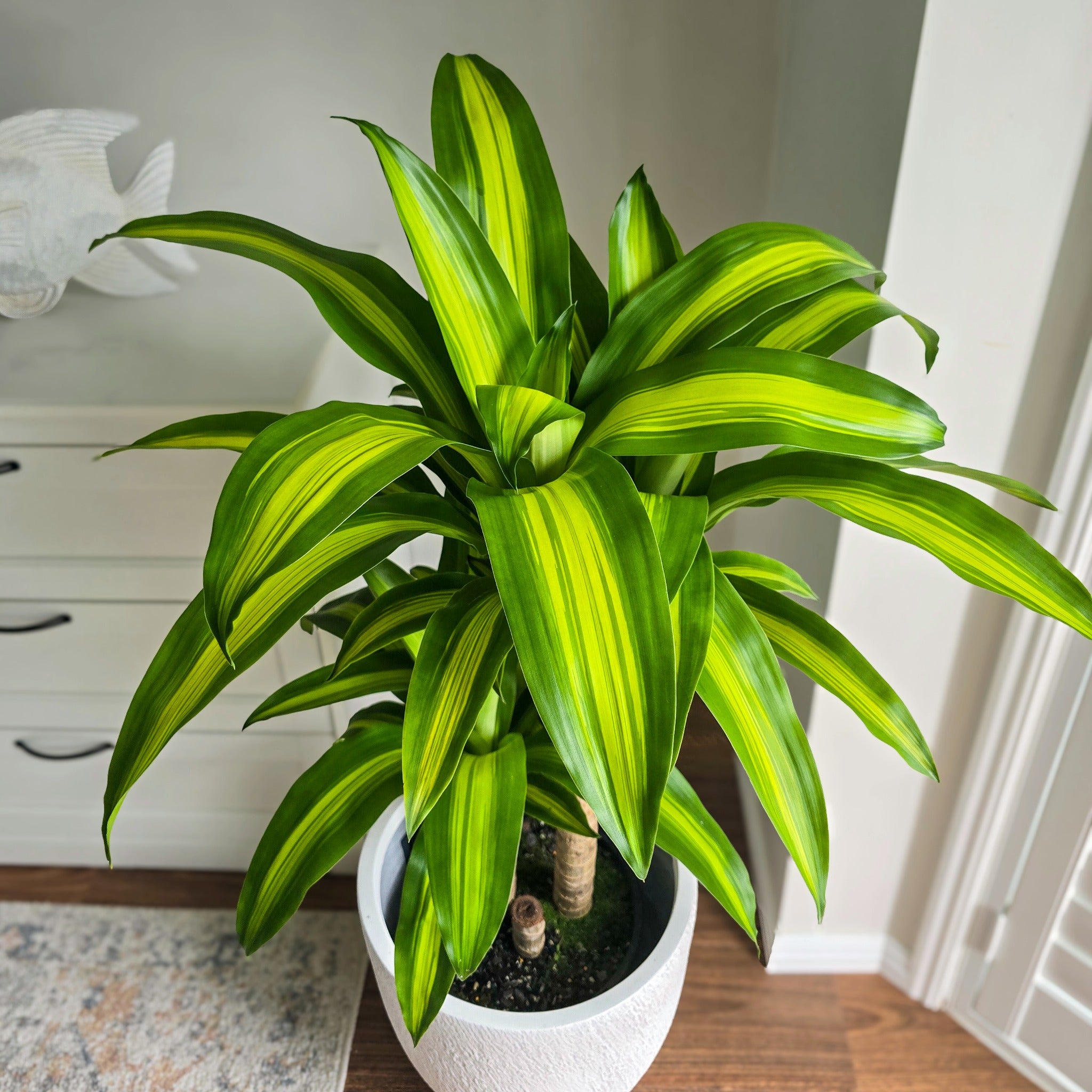 fiddle leaf fig brisbane Large Fiddle Leaf Fig – Ficus lyrata Indoor Plant Brisbane – Jungle Joy Plants and Co
