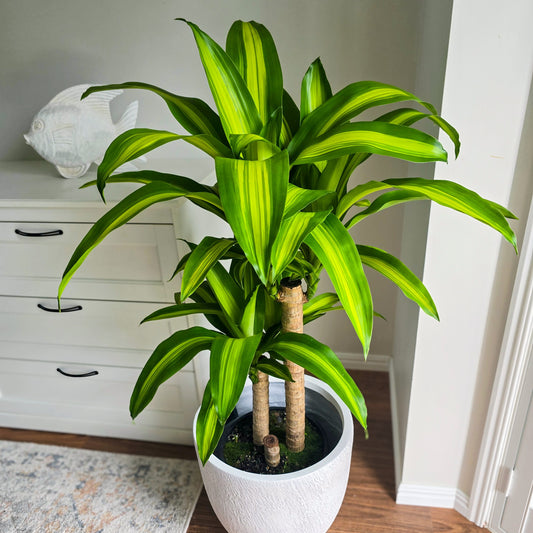 Happy Plant Draceana Massangeana in 250mm pot, perfect low maintenance indoor plant delivered across Brisbane 
