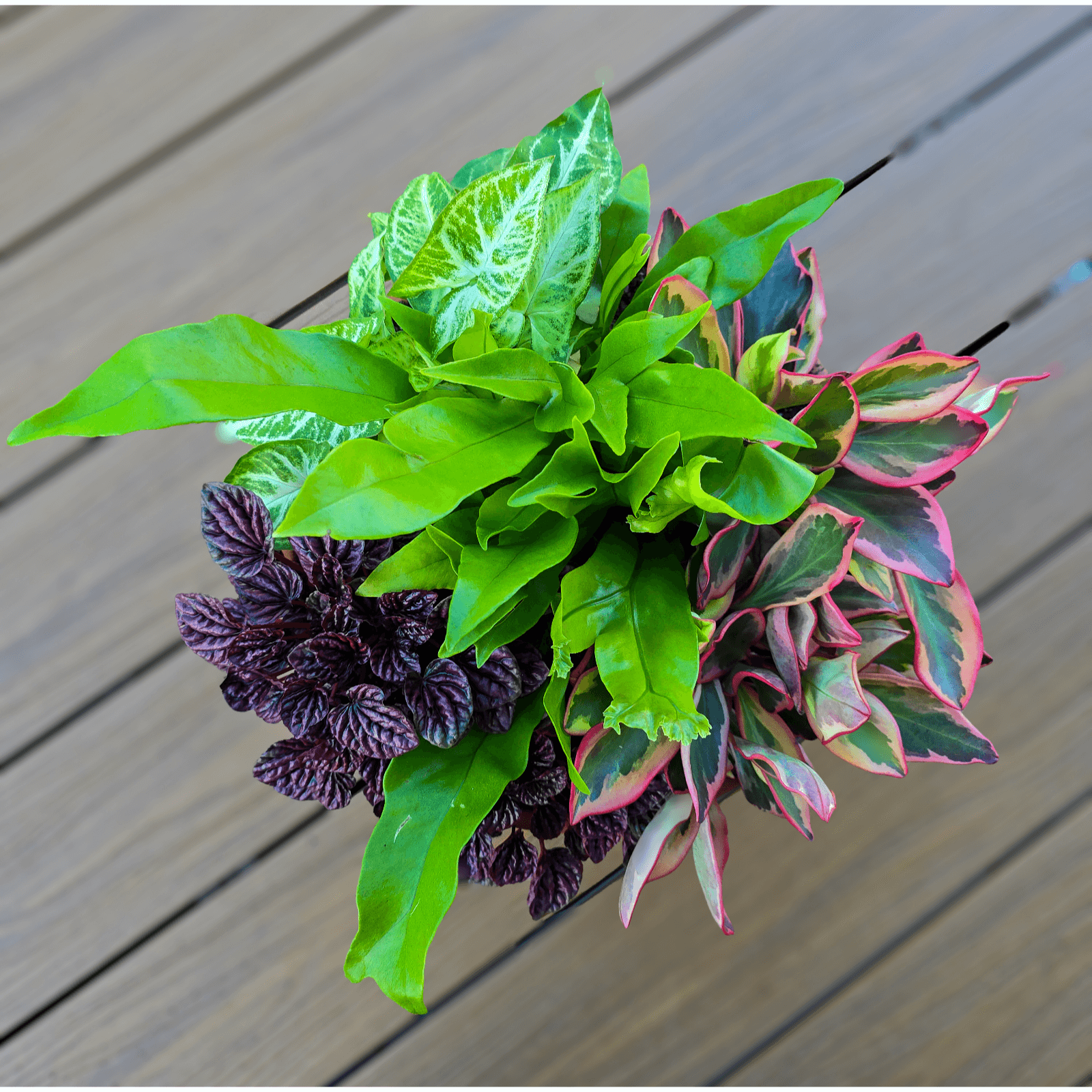 Foliage BowlIndoor Foliage Bowl