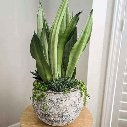 Indoor Succulent Planter- featuring large silver Snake Plant, trailing Chain of Pearls, and other indoor succulents in stylish bright bowl on the timber table with white indoors setting. Mother's Day Gift Brisbane 