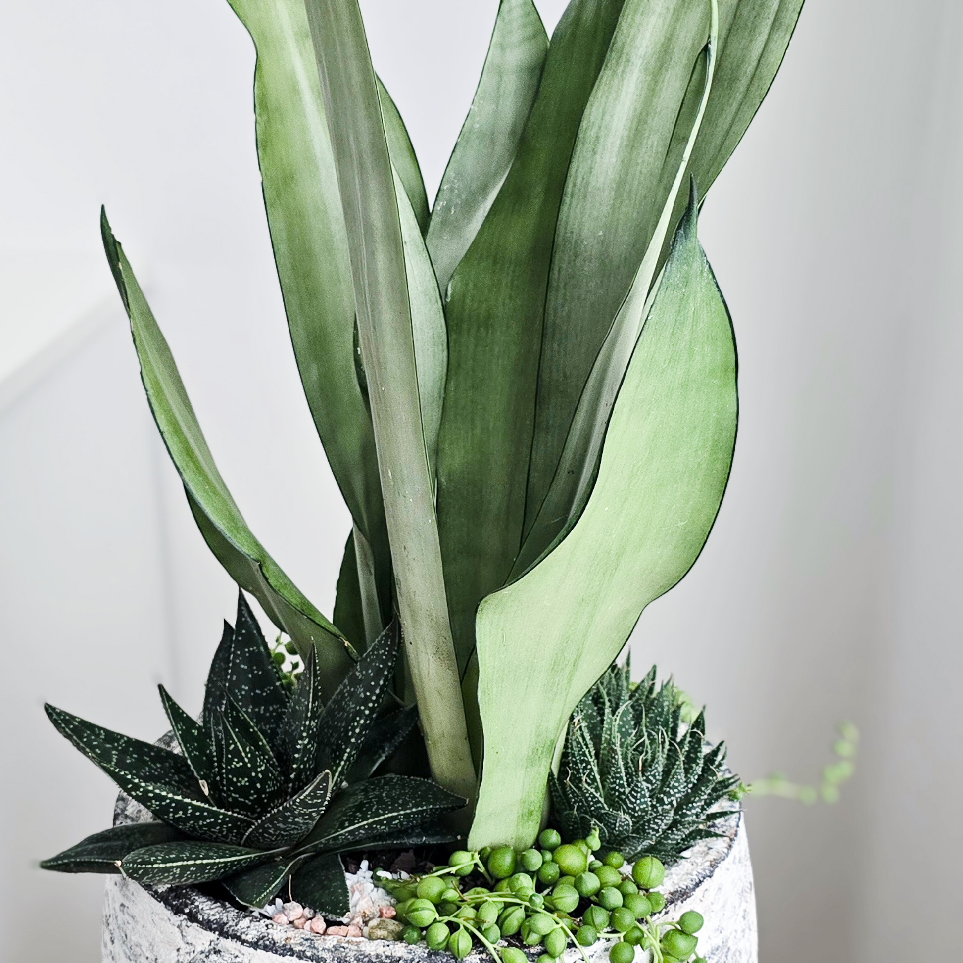 Close up pictures of Indoor Succulent Bowl showing Silver Snake Plant, Indoor Succulent and trailing Chain of Pears over white planter in indoor setting