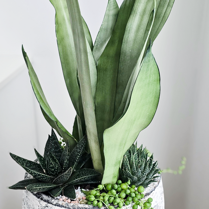 Close up pictures of Indoor Succulent Bowl showing Silver Snake Plant, Indoor Succulent and trailing Chain of Pears over white planter in indoor setting