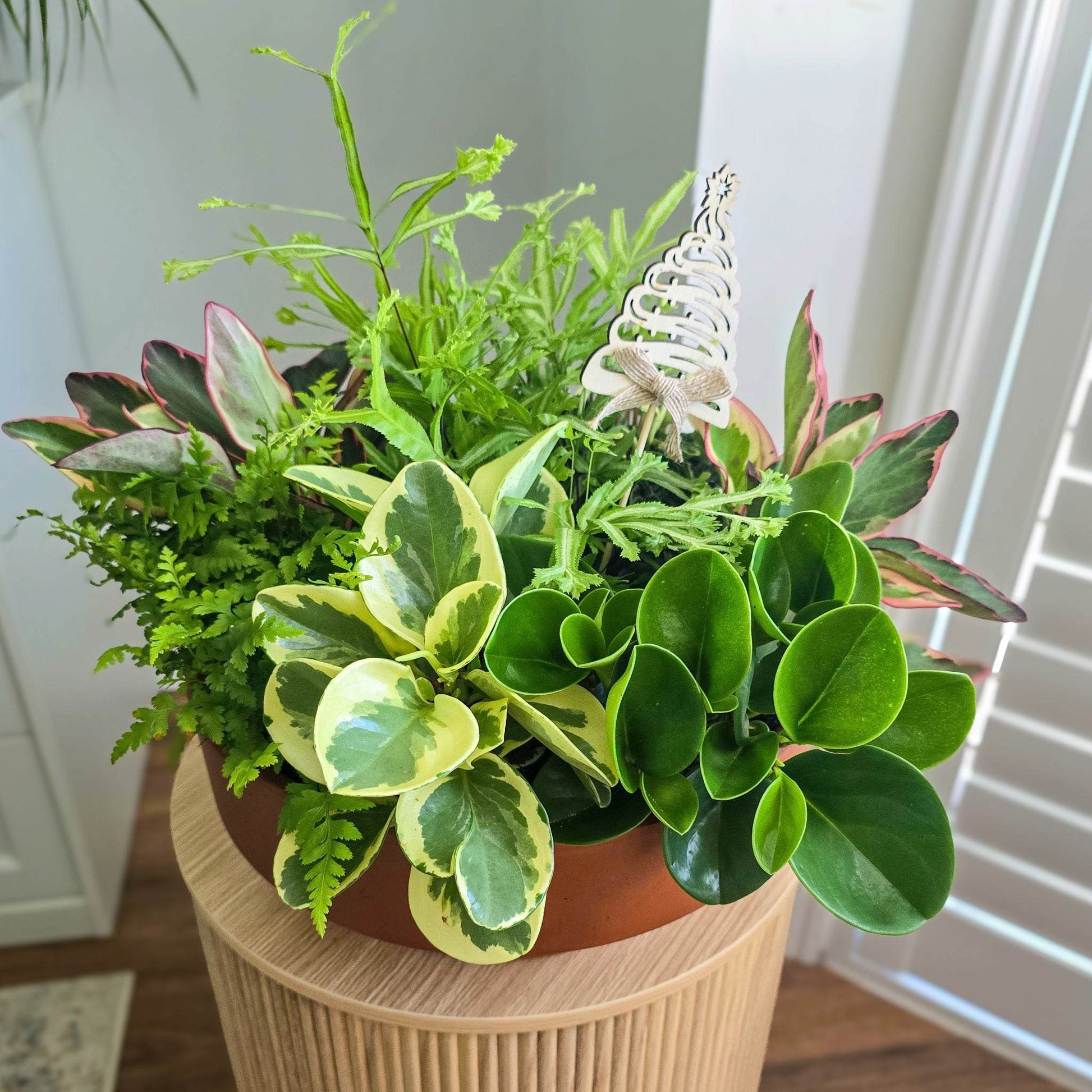Handcrafted Indoor Plant Bowl, Brisbane, Perfect gift Brisbane