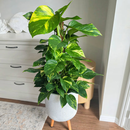 Large Pothos totem in white indoor pot with timber legs,  in a room with a white dresser and wooden floor