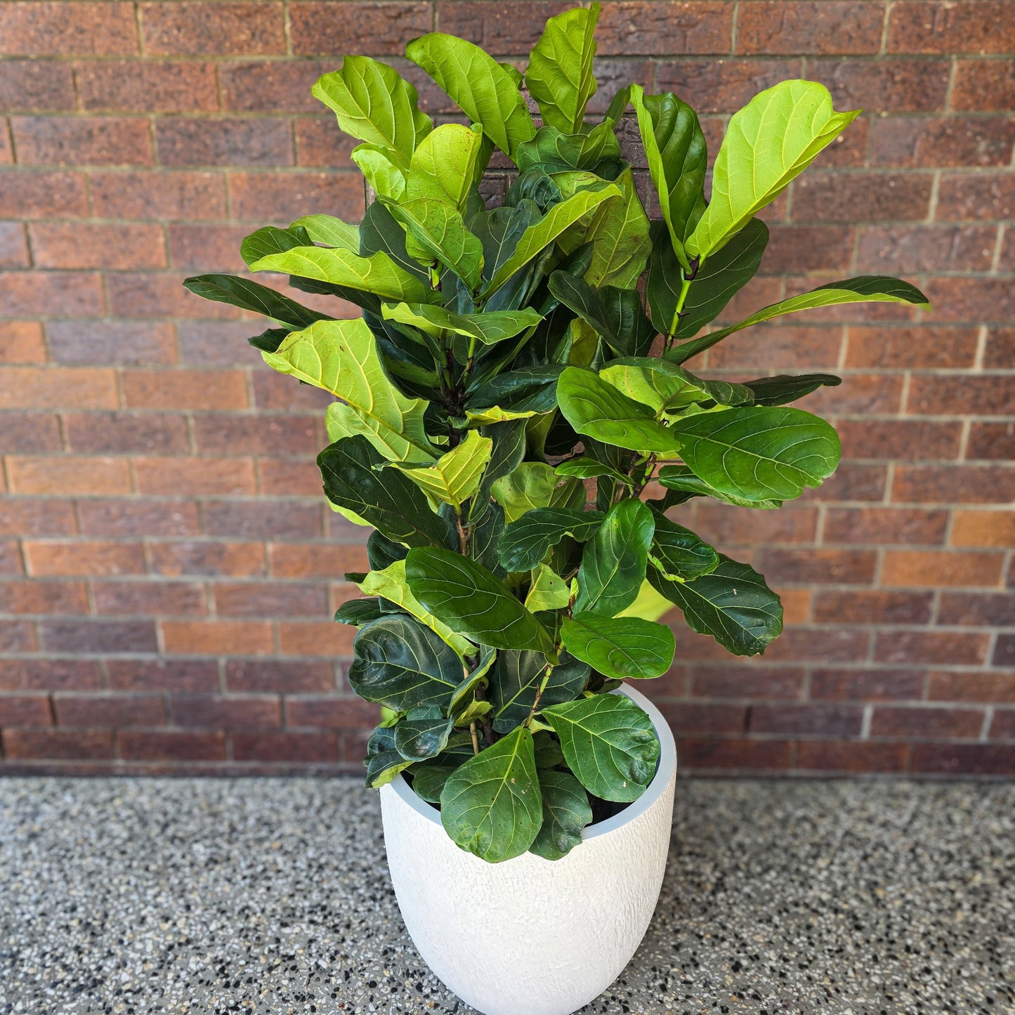 Large Fiddle Leaf with white pot on the brick wall, concrete floor with large real fiddle leaf fig 
