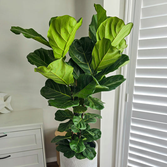 Large Fiddle Leaf Plant Indoor with white pot inside the house