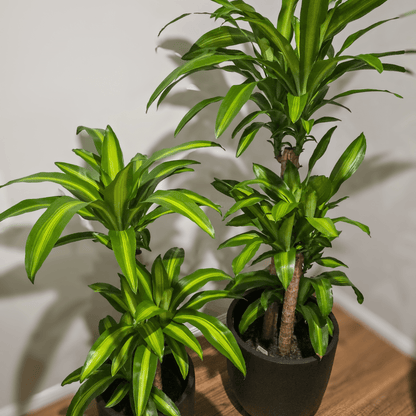 Dracaena Massangeana Happy Plant – perfect low light, air purifying plant for homes and offices, Easy to care for Indoor Plant, Best Indoor Plants Brisbane