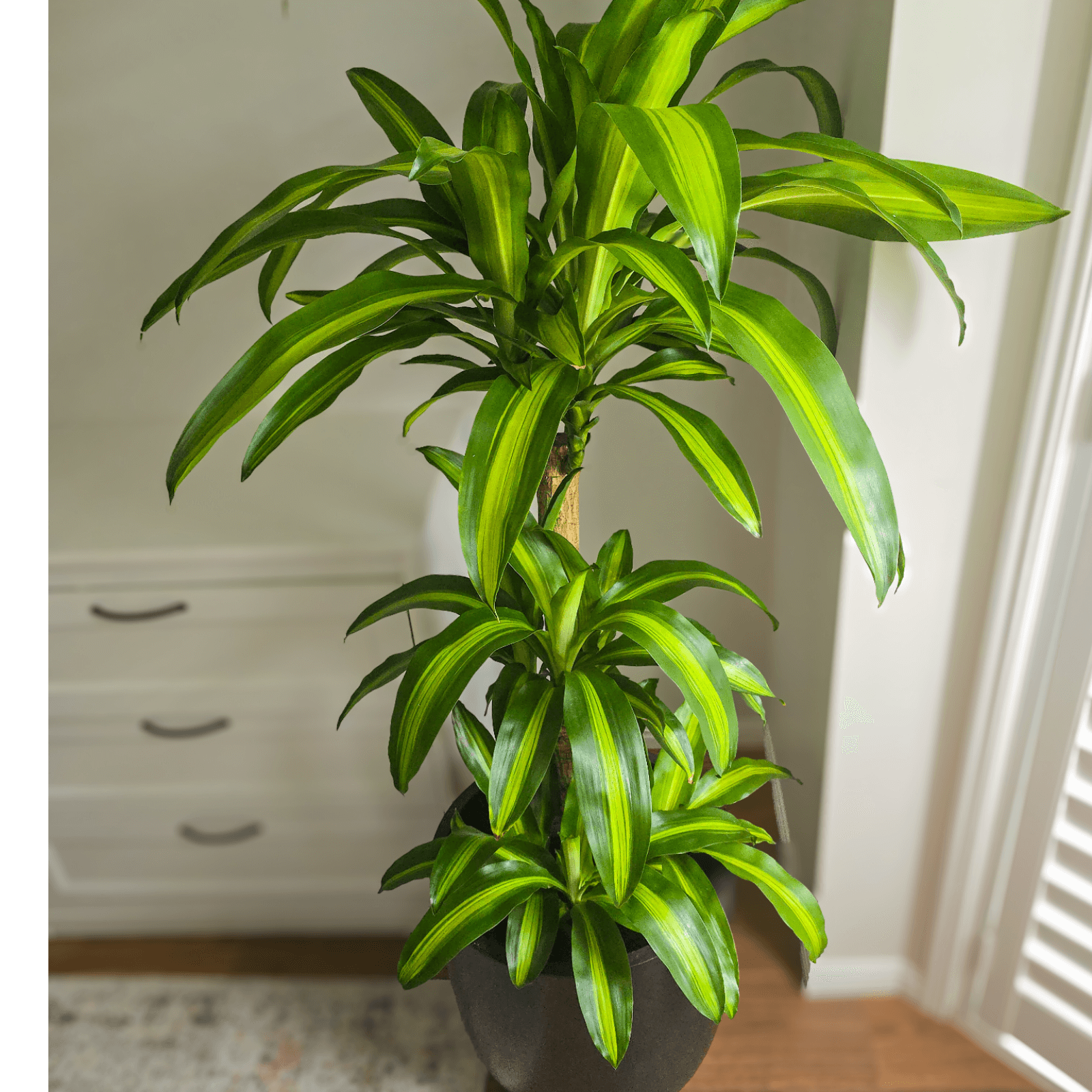 Dracaena Massangeana Happy Plant – perfect low light, air purifying plant for homes and offices