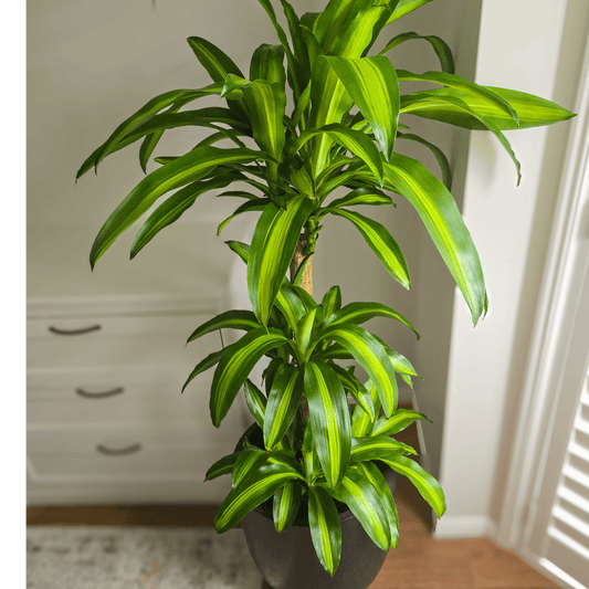 Dracaena Massangeana Happy Plant – perfect low light, air purifying plant for homes and offices