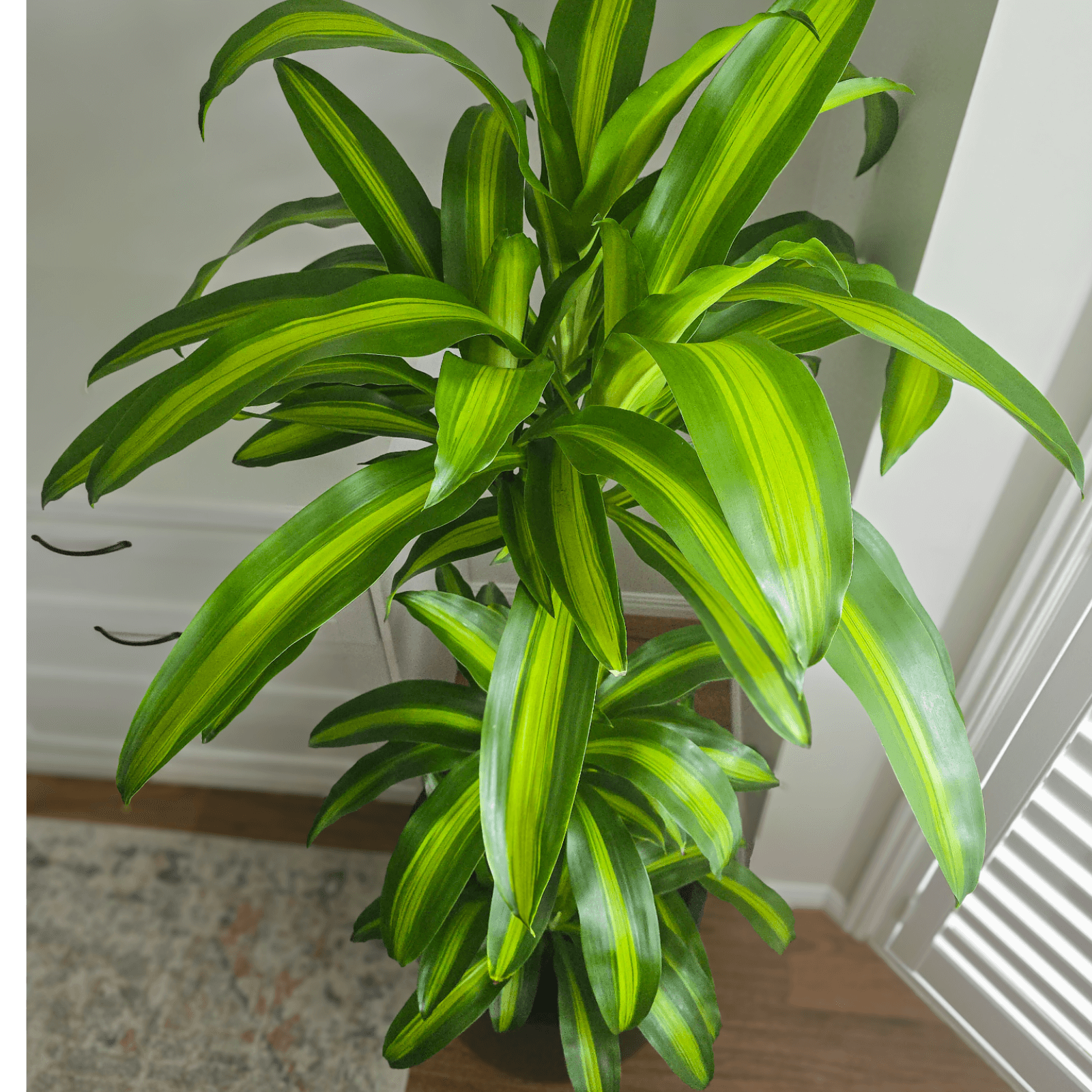 Dracaena Massangeana Happy Plant – perfect low light, air purifying plant for homes and offices, Easy to care for Indoor Plant, Best Indoor Plants Brisbane