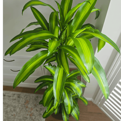 Dracaena Massangeana Happy Plant – perfect low light, air purifying plant for homes and offices, Easy to care for Indoor Plant, Best Indoor Plants Brisbane