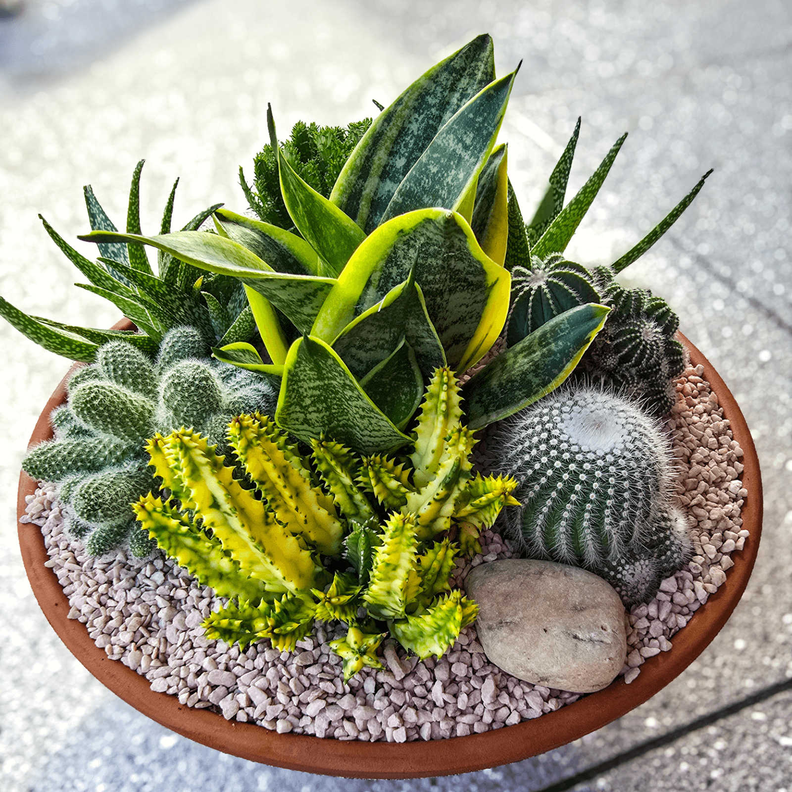 Low maintenance plant bowl featuring succulents and cacti – perfect gift delivered straight to your doorstep. Succulent and Cacti Planted Bowl- Brisbane 