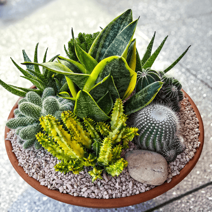 Low maintenance plant bowl featuring succulents and cacti – perfect gift delivered straight to your doorstep. Succulent and Cacti Planted Bowl- Brisbane 