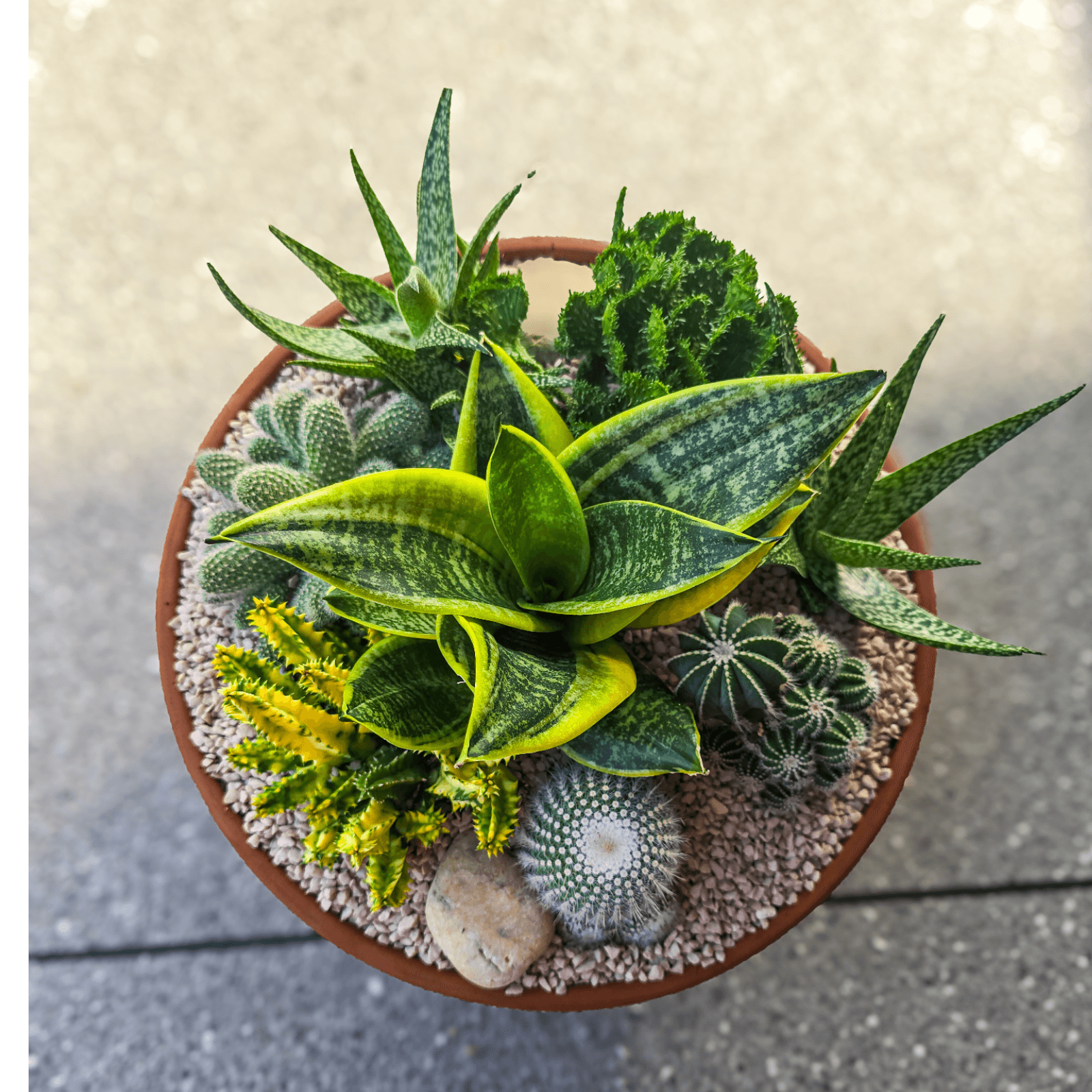 straight succulent Gift Idea- Cactus and Succulent Bowl, Low-Maintenance Gift – Jungle Joy Plants and Co